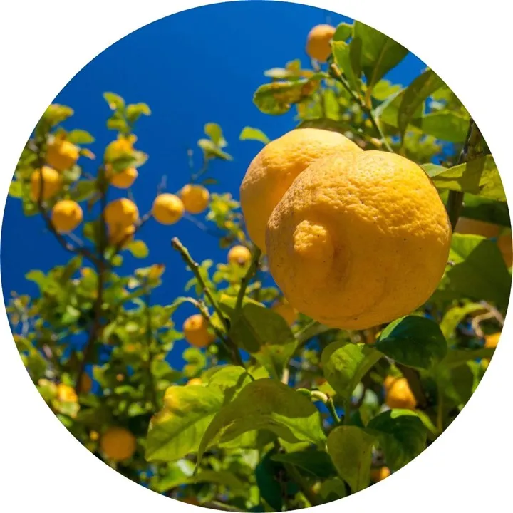Lemon, Essential Oil, Organic, 59 ml by Nature's Alchemy