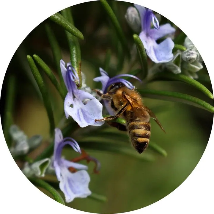 Rosemary, Essential Oil, Organic, 59 ml by Nature's Alchemy